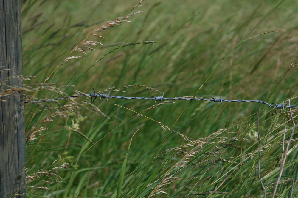Grass